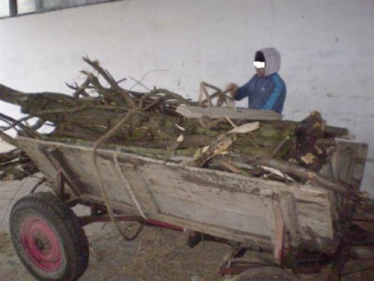 Frigul scoate hoţii la atac: s-au apucat să fure lemne din pădurea Comorova